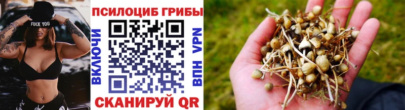 где найти Тогучин Галлюциногенные грибы Psilocybe